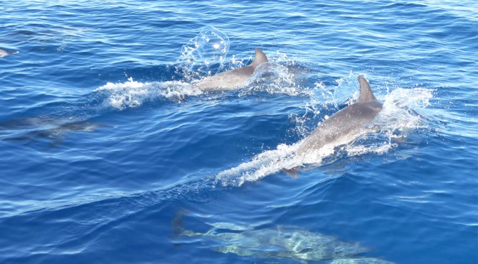 WORKING WITH DOLPHINS